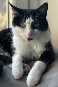 Katniss the secret cat